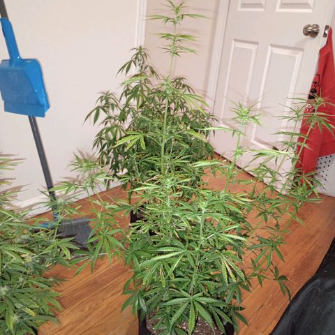 Orion growlog timeline photo