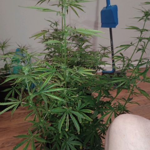 Orion growlog timeline photo