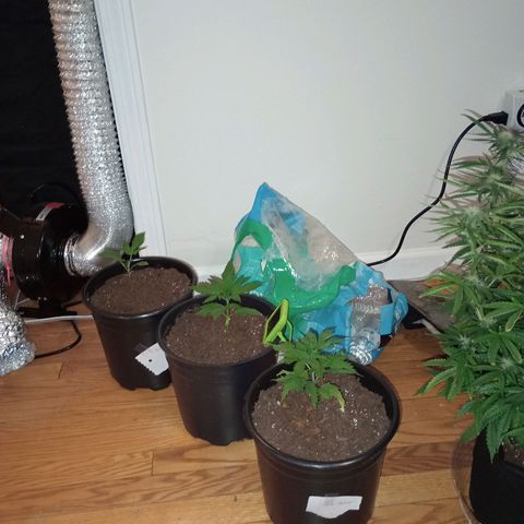 Orion growlog timeline photo