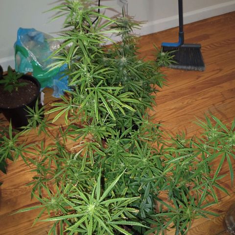 Orion growlog timeline photo