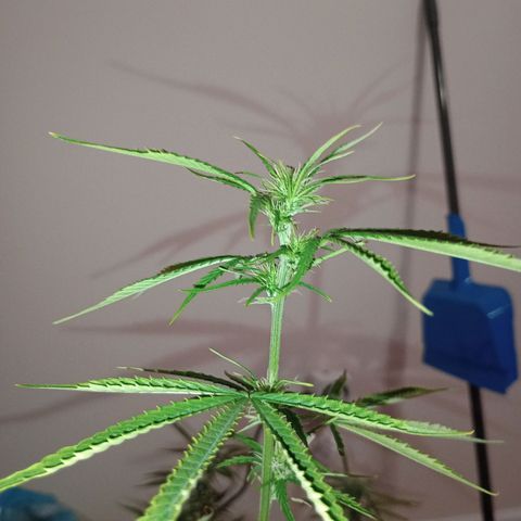 Orion growlog timeline photo