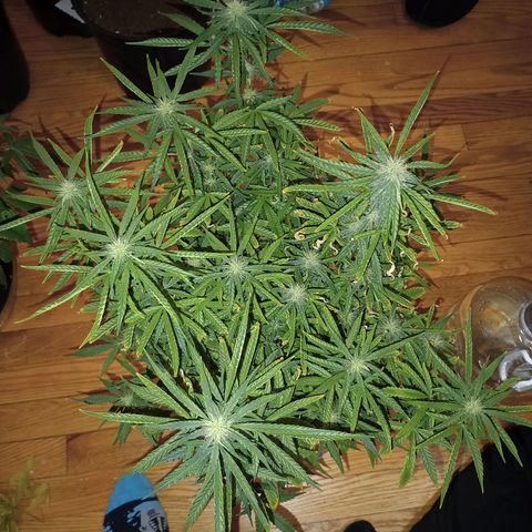 Orion growlog timeline photo