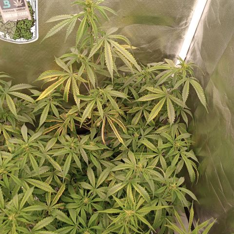 Orion growlog timeline photo