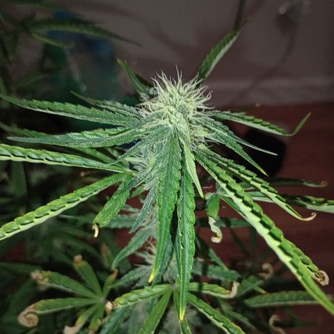 Orion growlog timeline photo