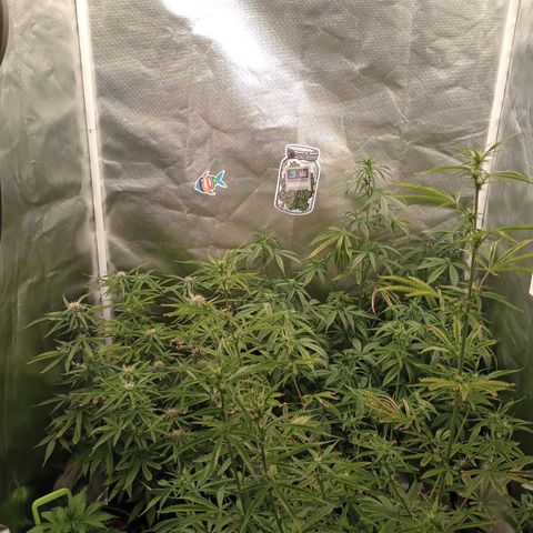 Orion growlog timeline photo