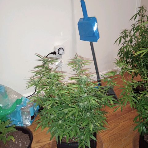 Orion growlog timeline photo