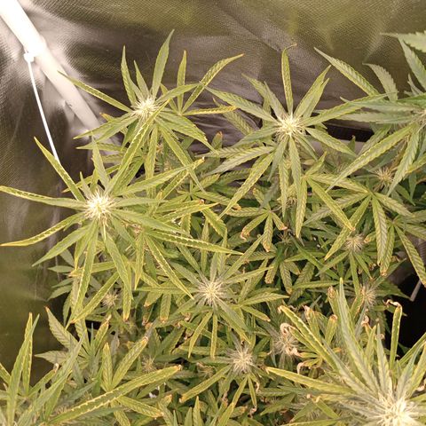 Orion growlog timeline photo