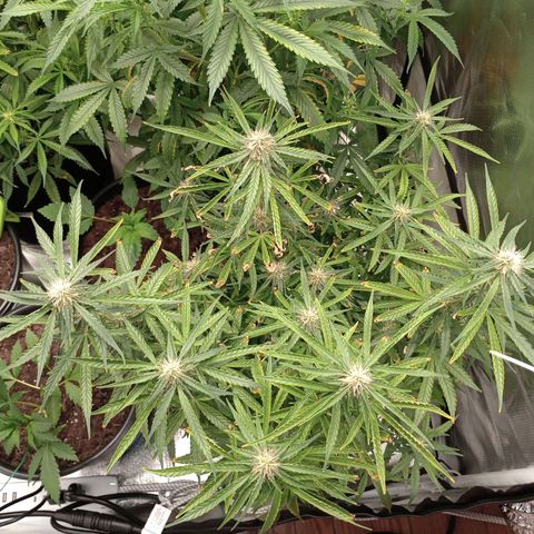 Orion growlog timeline photo