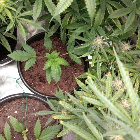 Orion growlog timeline photo