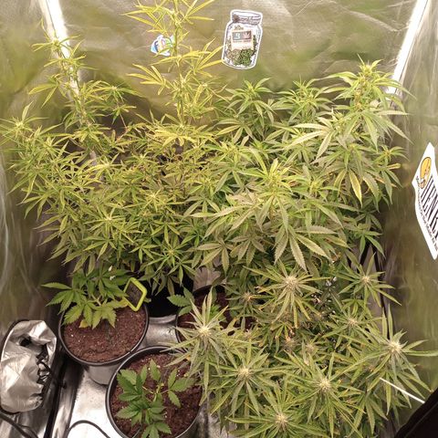 Orion growlog timeline photo