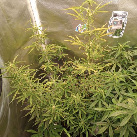 Orion growlog timeline photo
