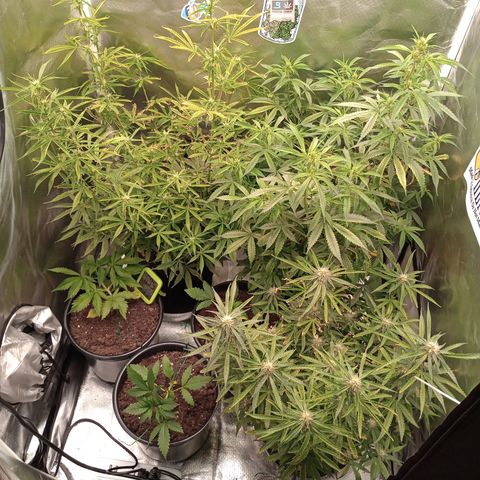 Orion growlog timeline photo