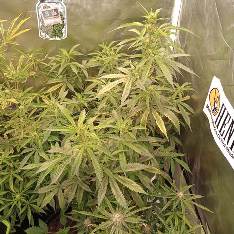 Orion growlog timeline photo