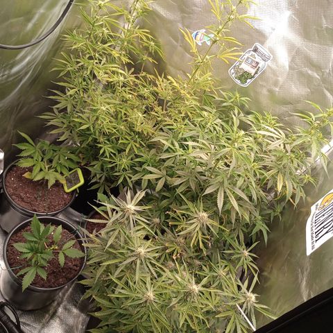 Orion growlog timeline photo