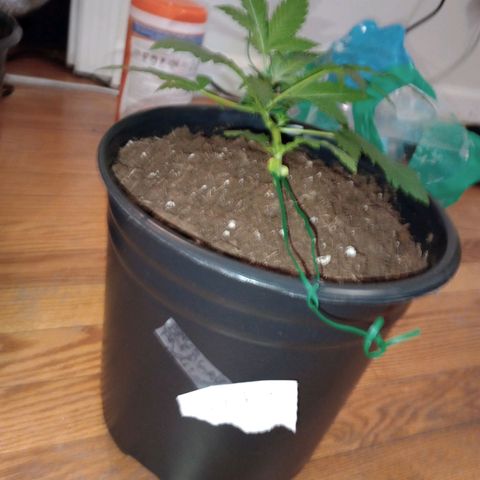 Orion growlog timeline photo