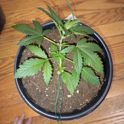 Orion growlog timeline photo
