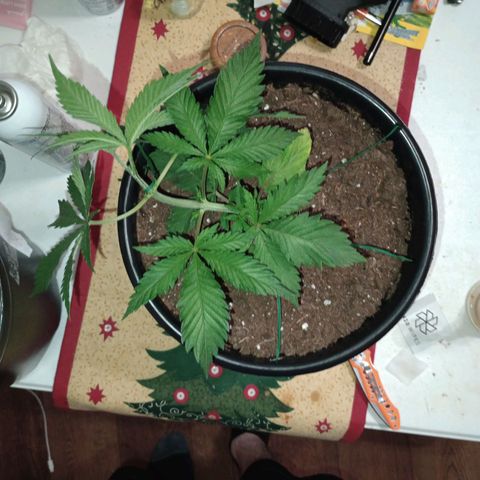 Orion growlog timeline photo