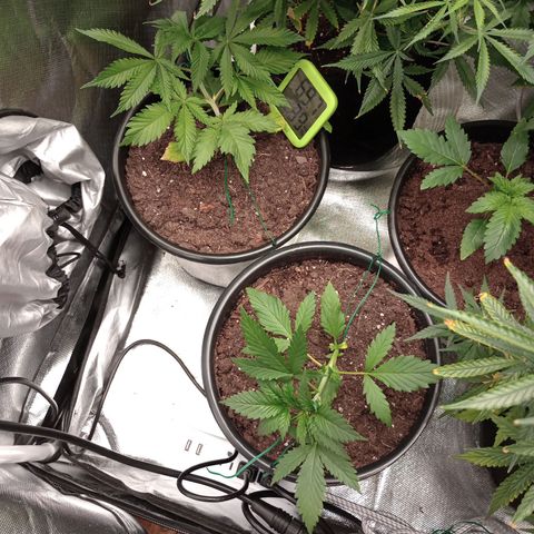 Orion growlog timeline photo
