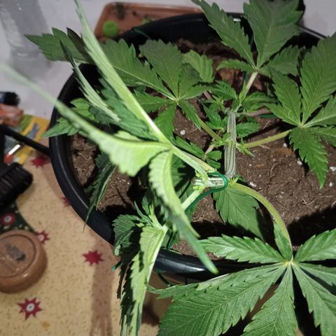 Orion growlog timeline photo