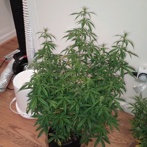 Orion growlog timeline photo