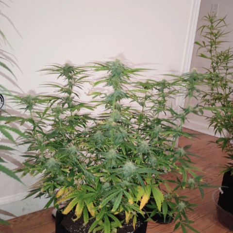 Orion growlog timeline photo