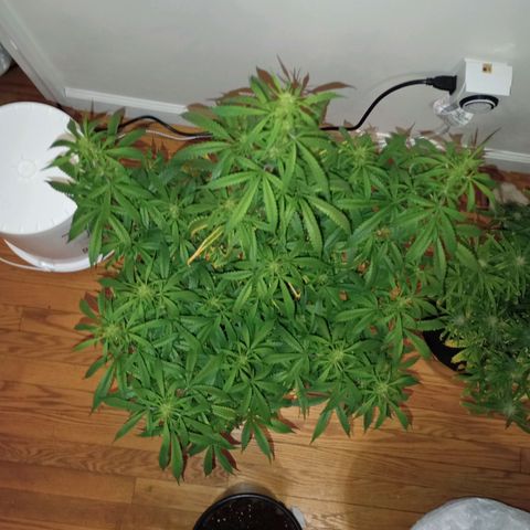 Orion growlog timeline photo