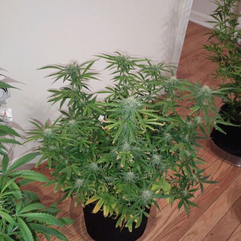 Orion growlog timeline photo