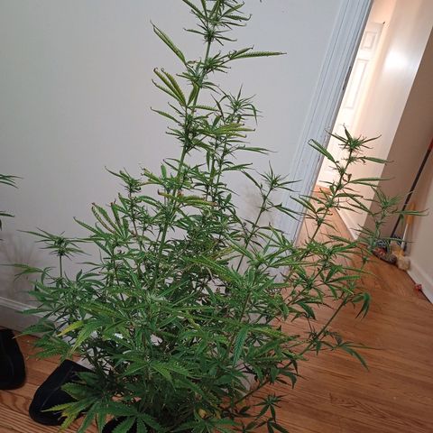 Orion growlog timeline photo