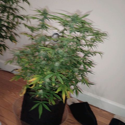 Orion growlog timeline photo