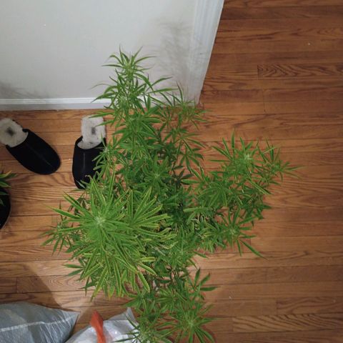 Orion growlog timeline photo