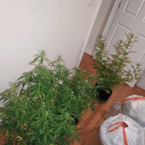 Orion growlog timeline photo