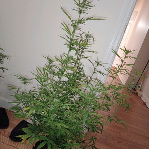 Orion growlog timeline photo