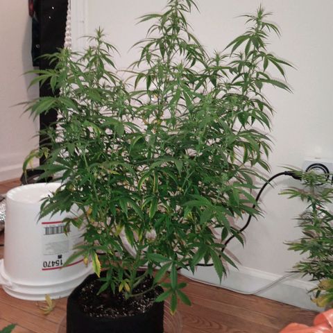 Orion growlog timeline photo