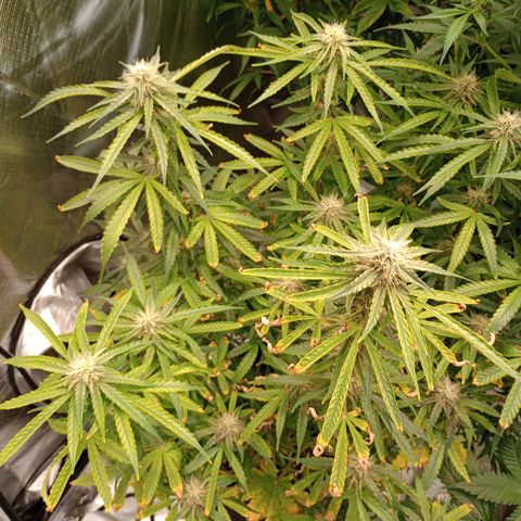 Orion growlog timeline photo