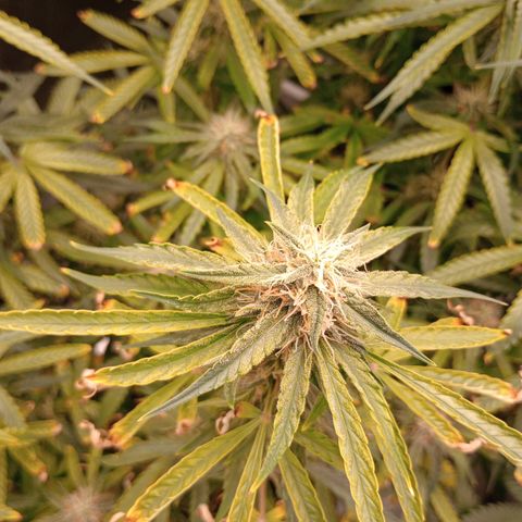 Orion growlog timeline photo