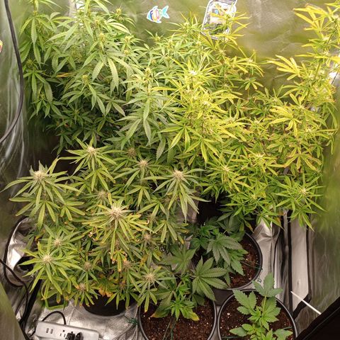 Orion growlog timeline photo