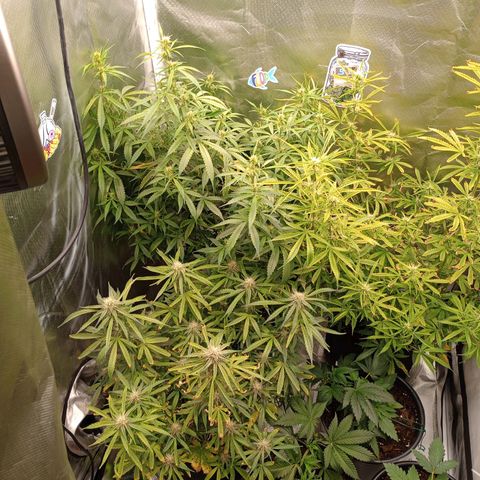 Orion growlog timeline photo