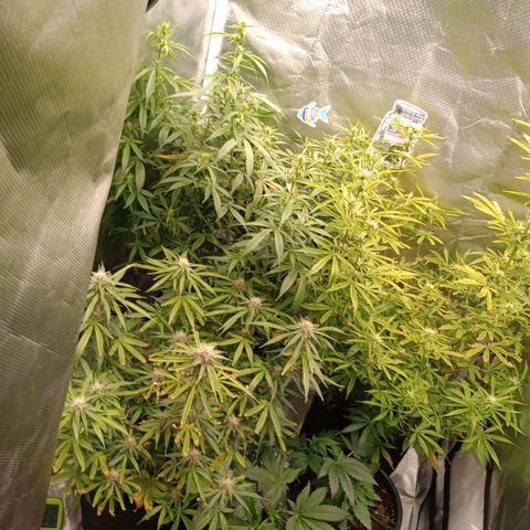 Orion growlog timeline photo