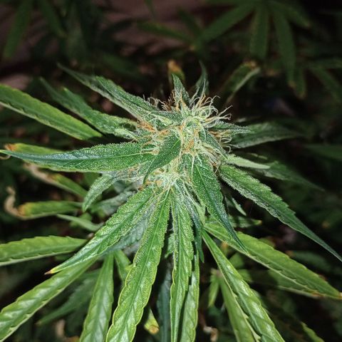 Orion growlog timeline photo