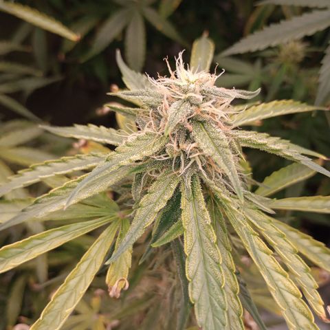 Orion growlog timeline photo