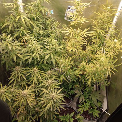 Orion growlog timeline photo
