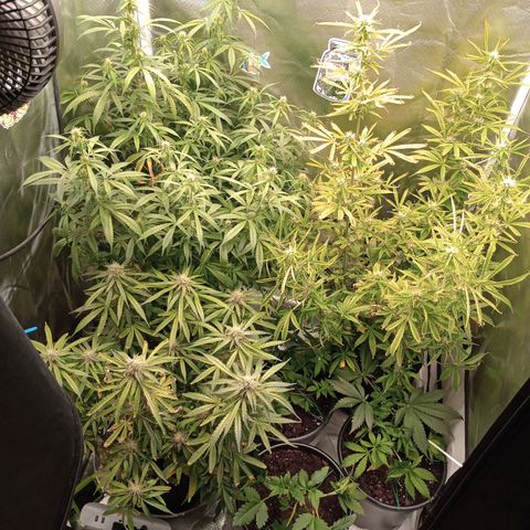 Orion growlog timeline photo