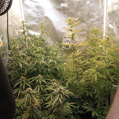Orion growlog timeline photo