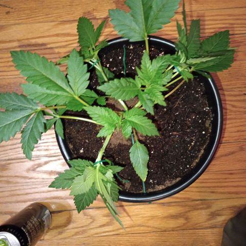 Orion growlog timeline photo
