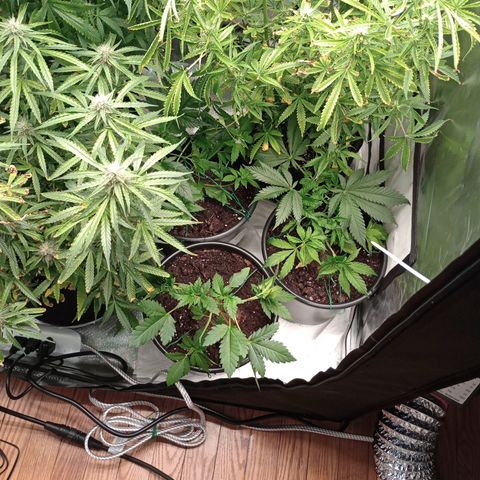 Orion growlog timeline photo