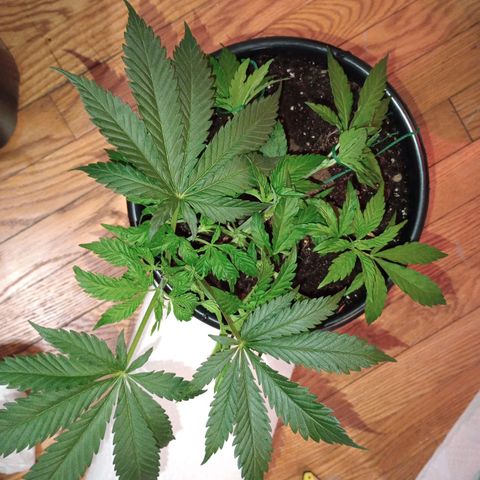 Orion growlog timeline photo