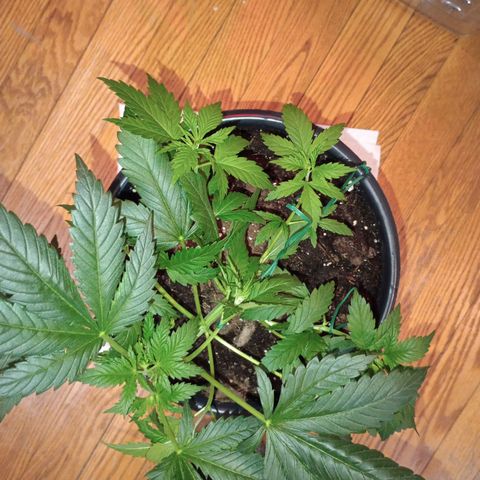 Orion growlog timeline photo