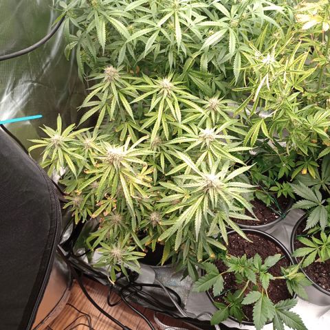 Orion growlog timeline photo