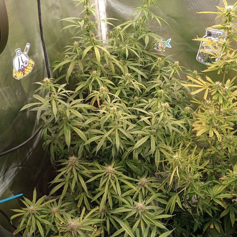 Orion growlog timeline photo