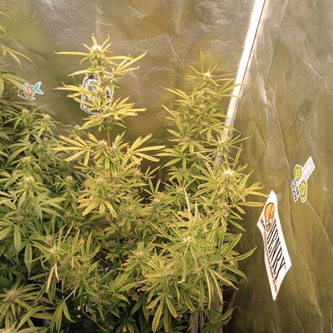 Orion growlog timeline photo